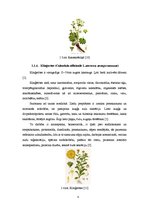 Referāts 'Latvijā vākto zāļu tēju antioksidatīvo īpašību novērtējums', 8.