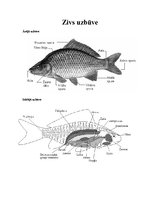 Referāts 'Zivis', 5.