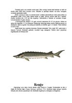 Referāts 'Zivis', 13.