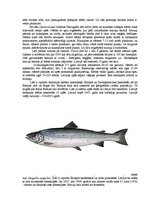 Referāts 'Zivis', 15.