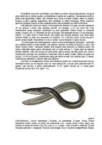 Referāts 'Zivis', 16.