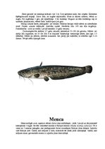 Referāts 'Zivis', 18.