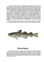 Referāts 'Zivis', 19.