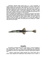 Referāts 'Zivis', 20.