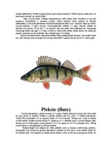 Referāts 'Zivis', 21.