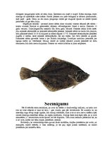 Referāts 'Zivis', 22.