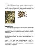 Referāts 'Kokaīns', 3.