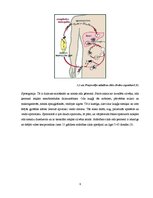 Konspekts 'Malārija', 6.