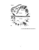 Konspekts 'Malārija', 7.