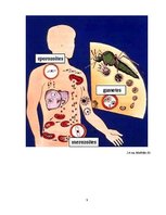 Konspekts 'Malārija', 9.