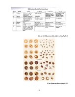 Konspekts 'Malārija', 11.