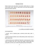 Konspekts 'Malārija', 12.