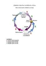 Konspekts 'Atkarības izveidošanās', 2.