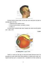 Referāts 'Acs uzbūve', 4.