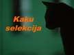 Prezentācija 'Kaķu selekcija. Persijas kaķi', 1.