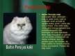 Prezentācija 'Kaķu selekcija. Persijas kaķi', 6.