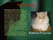 Prezentācija 'Kaķu selekcija. Persijas kaķi', 9.