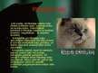 Prezentācija 'Kaķu selekcija. Persijas kaķi', 11.