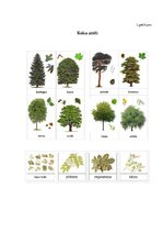 Konspekts 'Projekta nedēļas plāns 2.klasei. Koki', 8.