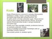 Prezentācija 'Austrālijas dzīvnieki', 12.