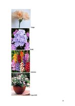 Konspekts 'Integrētā diena 2.klasei "Dārza ziedi"', 13.