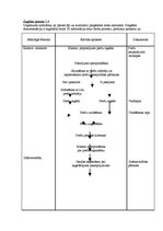 Konspekts 'Kvalitātes vadība jūras transportā', 6.
