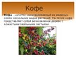 Prezentācija 'Кофе', 2.