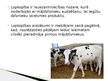 Prezentācija 'Lopkopības nozare', 2.