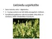 Prezentācija 'Toksiskās vielas augos', 13.