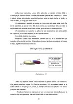 Referāts 'Hibrīdauto priekšrocības un trūkumi', 21.