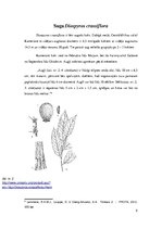 Referāts 'Melnkoks', 5.