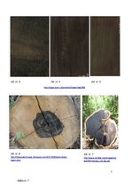 Referāts 'Melnkoks', 7.