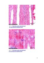 Referāts 'Melnkoks', 9.