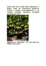 Eseja 'Eņģeļtaures', 2.