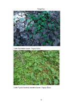 Prakses atskaite 'Bioģeogrāfija', 17.