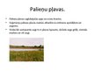 Prezentācija 'Augājs, pļavu veidi', 7.