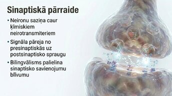 Prezentācija 'Jaunas valodas apguves ietekme uz smadzeņu struktūru pieaugušajiem', 7.