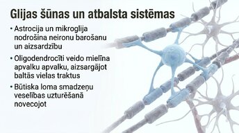 Prezentācija 'Jaunas valodas apguves ietekme uz smadzeņu struktūru pieaugušajiem', 8.