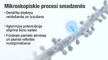 Prezentācija 'Jaunas valodas apguves ietekme uz smadzeņu struktūru pieaugušajiem', 9.