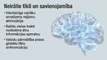 Prezentācija 'Jaunas valodas apguves ietekme uz smadzeņu struktūru pieaugušajiem', 10.