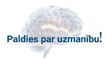 Prezentācija 'Jaunas valodas apguves ietekme uz smadzeņu struktūru pieaugušajiem', 17.
