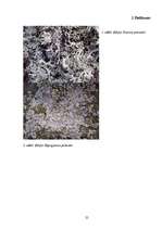 Referāts 'Gaisa kvalitātes noteikšana, izmantojot ķērpjus kā bioindikatorus', 25.