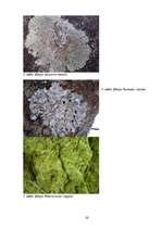 Referāts 'Gaisa kvalitātes noteikšana, izmantojot ķērpjus kā bioindikatorus', 26.