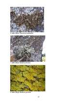 Referāts 'Gaisa kvalitātes noteikšana, izmantojot ķērpjus kā bioindikatorus', 27.