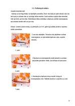 Referāts 'Nanotehnoloģijas un to pielietojums', 16.