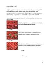 Referāts 'Nanotehnoloģijas un to pielietojums', 19.