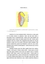Referāts 'Graudaugu raksturojums', 5.