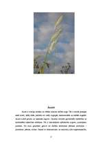 Referāts 'Graudaugu raksturojums', 17.