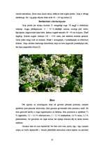 Referāts 'Graudaugu raksturojums', 20.