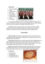 Konspekts 'Svētku svinēšana', 4.